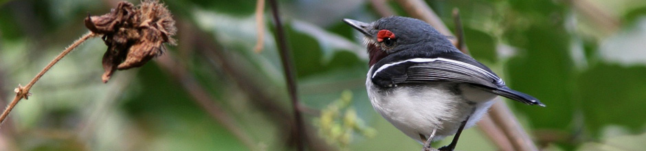 Common Wattle Bird of the Gambia