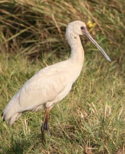 African Spoonbill in Gambian Grassland Habitat