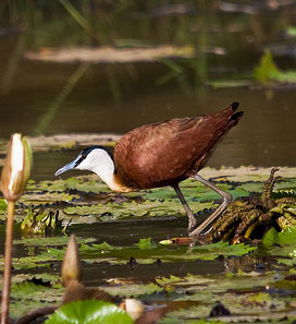 African Jacana Feeding in Gambian Wetland