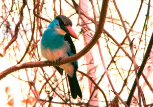 Blue Breasted Kingfisher In Gambia