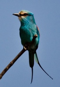 Abyssinian Roller perching on a branch
