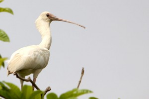 Birdwatching in Senegal and Gambia