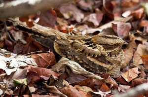 Long Tailed Nightjar in Leaf Litter