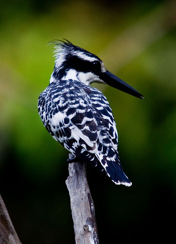 Pied Kingfisher seen Birding Gambia